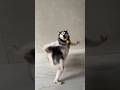 Haski Dance Haski Dance Fannyvideo Dog Dogdance Viral Shortvideos Shorts