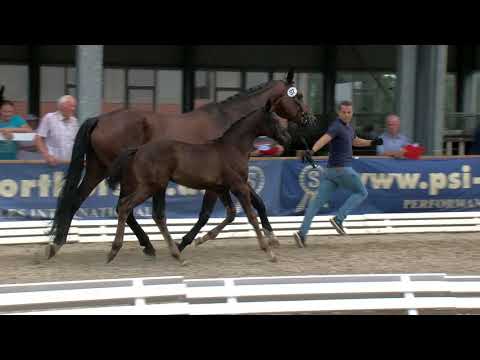 Hf v Lord Europe x Florencio I x Donnerhall 2020