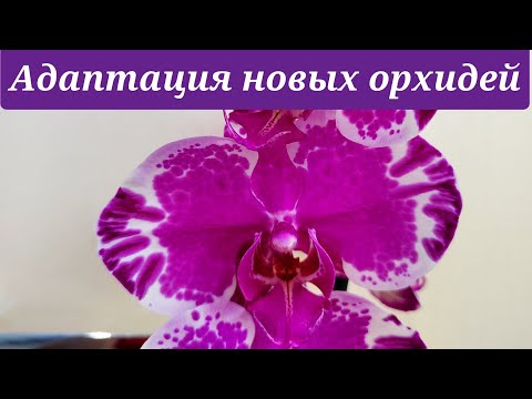 , title : 'За ЭТИ орхидеи я не переживаю, полечила, НАПОИЛА, адаптирую. НОВЫЕ орхидеи в моей коллекции'