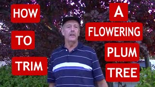 Las Vegas Tree Trimming: How to Trim a Flowering Plum Tree