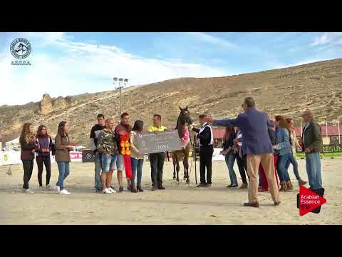 GOLD - N.4 YAMILA OC - 2017 SPANISH NATIONALS - Yearling Fillies Championship (Class 12)