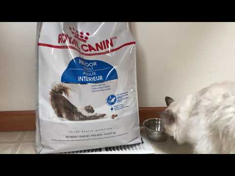 Ragdoll cat - new dry food - ROYAL CANIN indoor adult  - odor reduction and moderate calorie