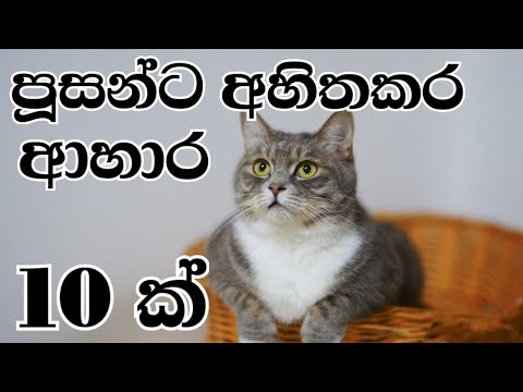 10 Foods That Will Kill Your Cat