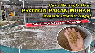 Download lagu Cara Meningkatkan Protein Pakan Murah Menjadi Protein Tinggi mp3