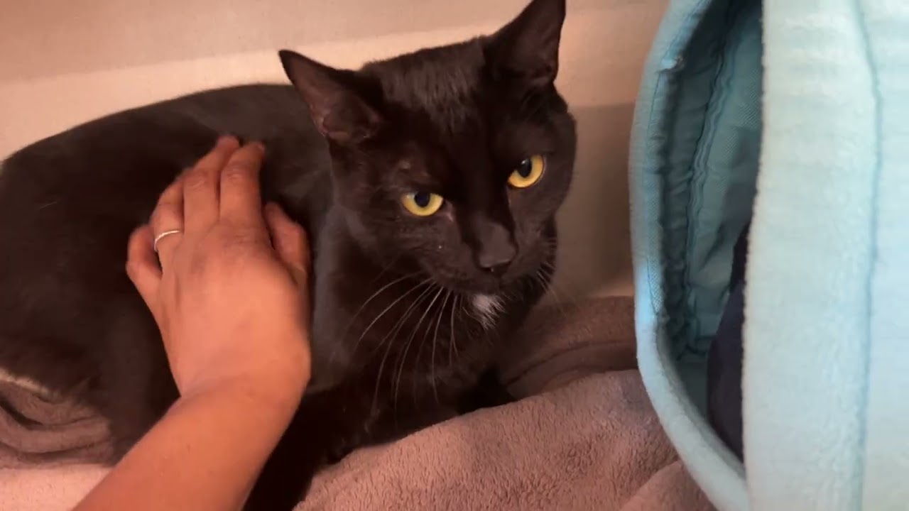 Enlarge Shelly, a Adoptable Domestic Short Hair in Eatontown, NJ video 2/5