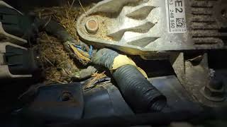 Chevy Cruze. I Fixed my gas gauge !!!....RODENTS !!!