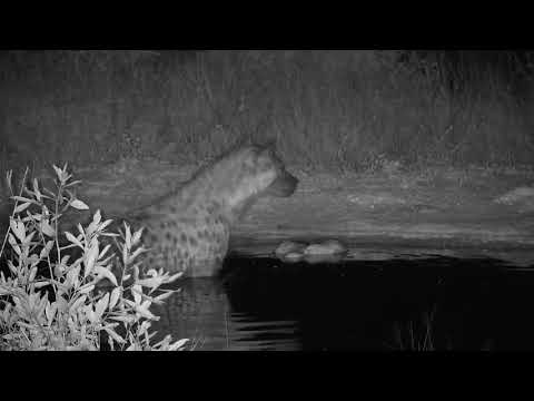 Djuma: Hyena gets Antelope stomach organ that was left in the pan - 04:32 - 09/20/20