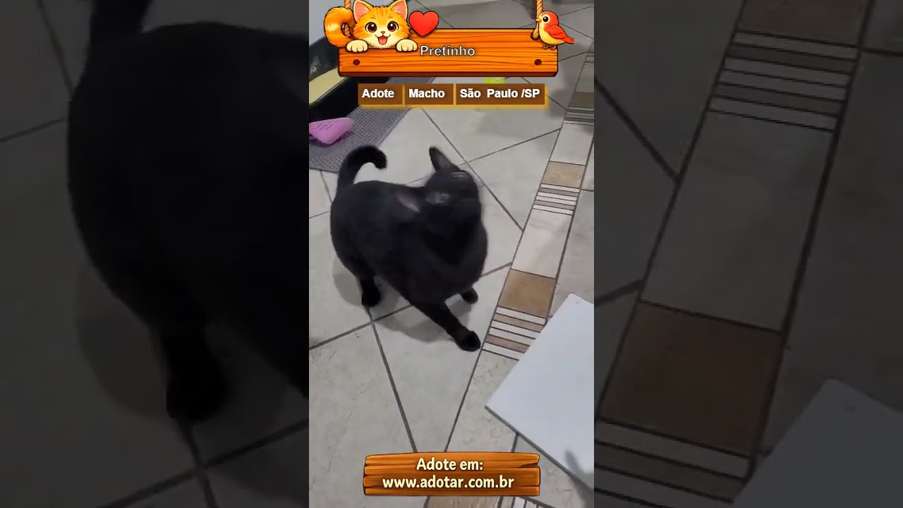 Gato raça SRD-ViraLata idade 1 ano nome Pretinho