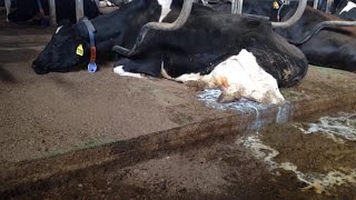 Carton of Cruelty: Behind Big Dairy&#39;s Closed Doors