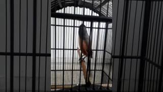 Download lagu CENDET DEMIT WALET ( DEWA ) mp3