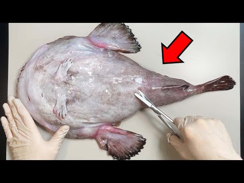 Strange Organ Inside an Anglerfish !- Anglerfish Dissection