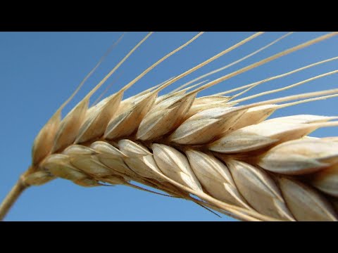 Sei Tu Signore il pane