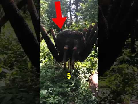 The 5 Largest Spiders That Actually Exist🤭