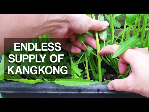 , title : 'KANGKONG | How to harvest for endless supply over and over again'