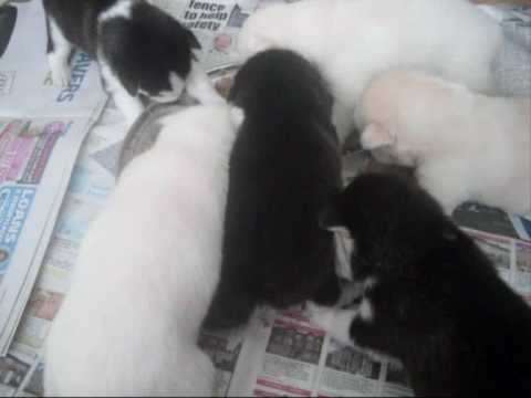 Husky Patrols litter 14 04 2010 trying mushy stuff