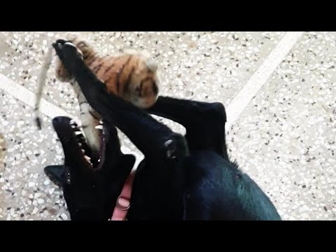 Dog 🐕 playing with Tiger 🐅 | Sahithi's World