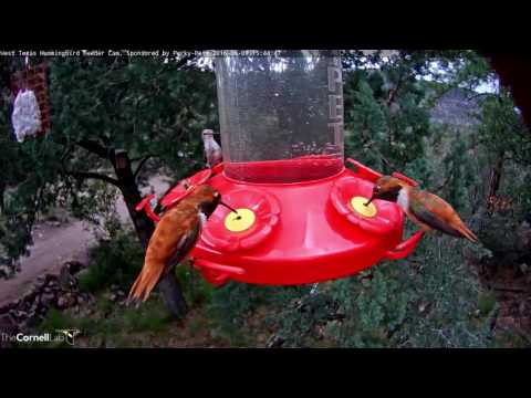 Color Variation in Male Rufous Hummingbirds