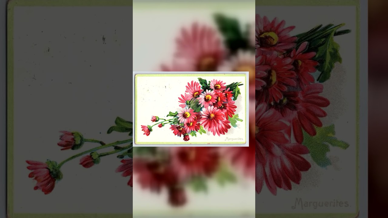 Floral Greeting Series No. 16, RPPC, Marguerites, 1913 Postmark Video