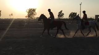 preview picture of video 'Horse Riding @ Cadet College Larkana'