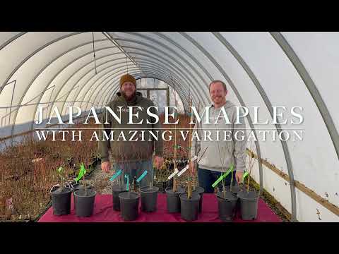 Japanische Ahorne mit erstaunlicher Panaschierung Teil 2 - Schaukasten