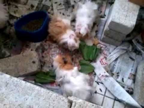 Munchy & Noisy (Babies)