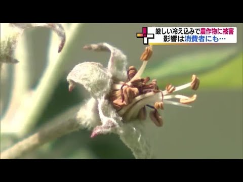 庭の遅霜による被害の応急処置 トピックス