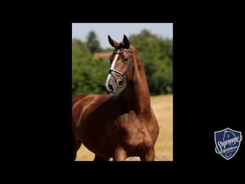 2012 Mare by Bretton Woods x Don Primero x Rubinstein