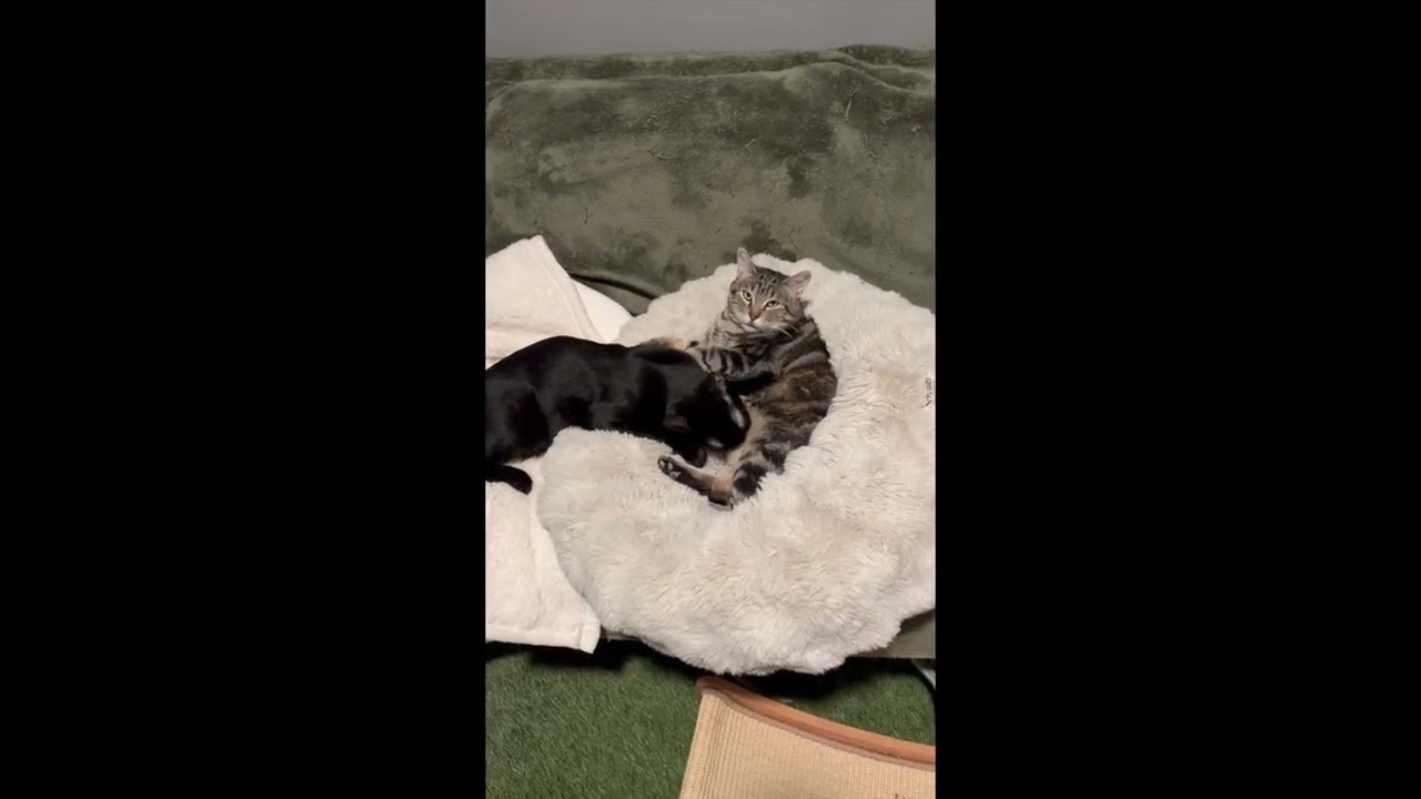 Enlarge Almond, a Adopted mixed breed in Orem, UT video 6/6