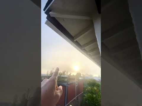 My Confused Santa RosaPlum - A Microclimate Demonstration