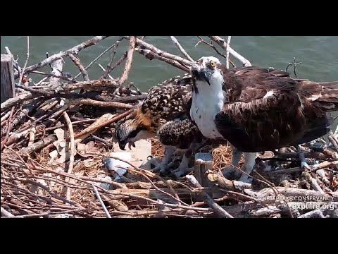 CJ's rips its first Morsels off this Fish!  - Chesapeake Osprey Nest/explore.org 2021 07 28