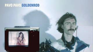 Pavo Pavo - Goldenrod