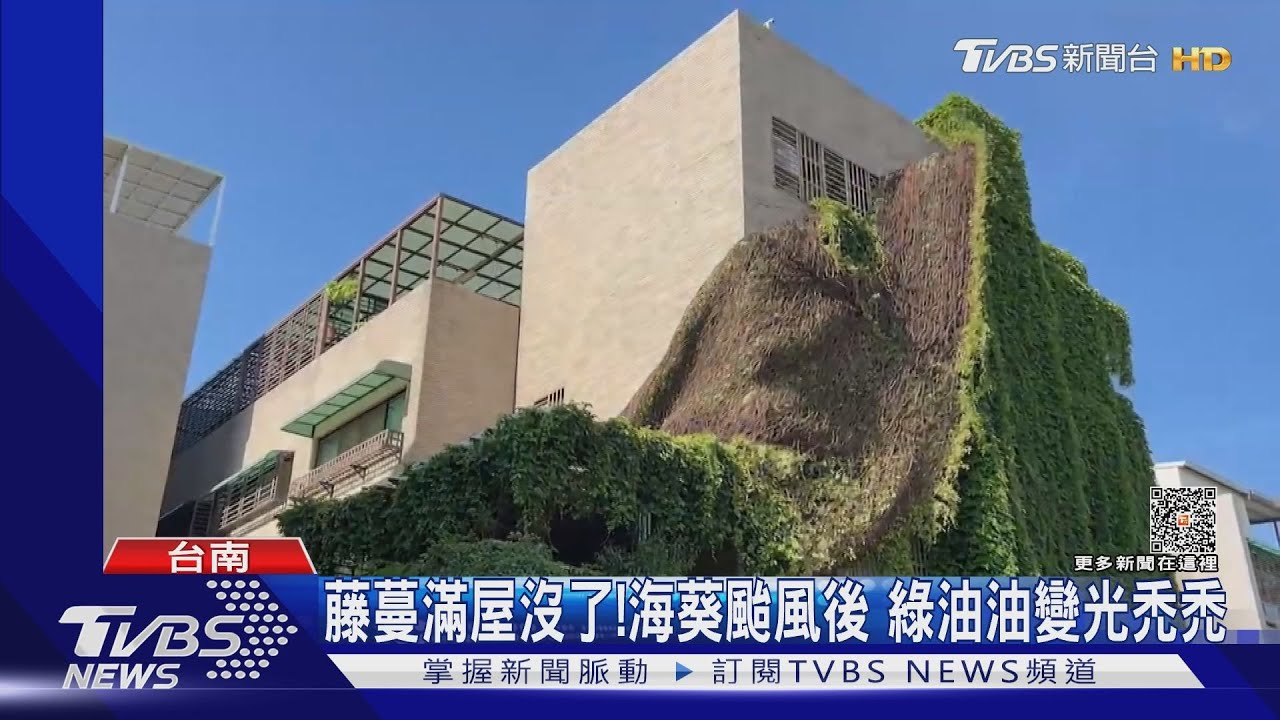 「藤蔓滿屋」美景沒了!海葵颱風後 綠油油變光禿禿