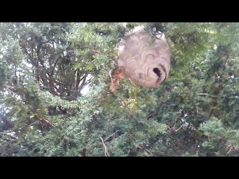 Huge hornets nest on home walkway in Bridgewater, NJ