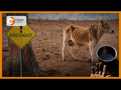 | DRY DEATH | Pastoralist communities in northern Kenya counting losses as livestock die