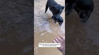 Music video thumbnail preview for Rainforest Romance by Lost Dogs