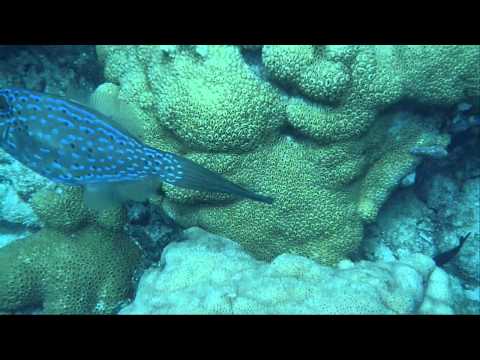 Fort Lauderdale reef diving and sharks encouter