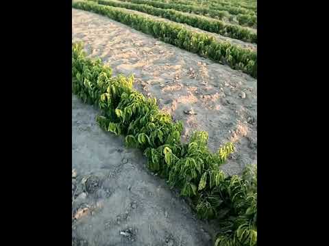 Sistema de irrigação por gravidade