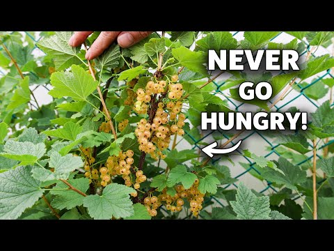 My Clever Trick to Harvest Fresh Fruit for 8 Months Straight!