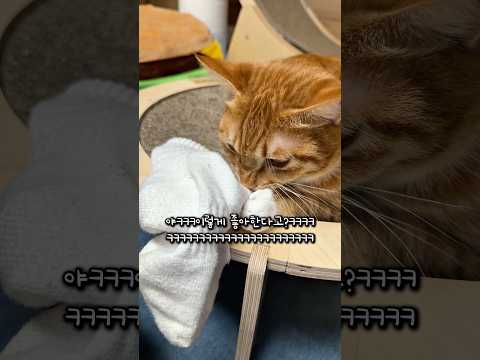 황칠복 최애 간식