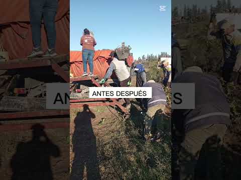 FIN DE COSECHA EN MENDOZA RIVADAVIA.. GRACIA CUADRILLA