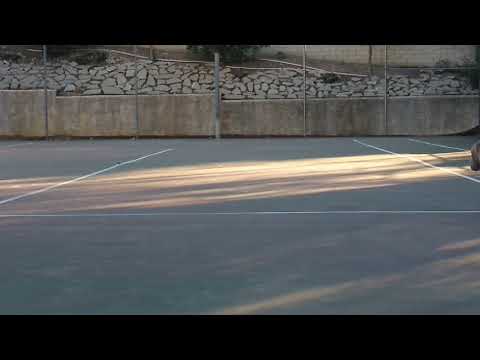 Italian Mastiff - Obedience