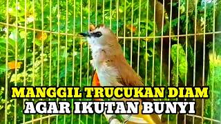 Download lagu Suara burung trucukan gacor memanggil lawan Pancingan trucuk betina memanggil jantan mp3