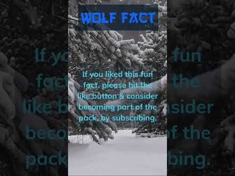 Are you predator or prey? What's your thoughts on wolves, reply👇 🐺 #physiology #wolf ##short #facts