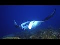 Tauchen mit Mantas, Manta, Teufelsrochen, Eagle Ray, Raja Ampat, Indonesien, West Papua, Raja4Divers, Allgemein