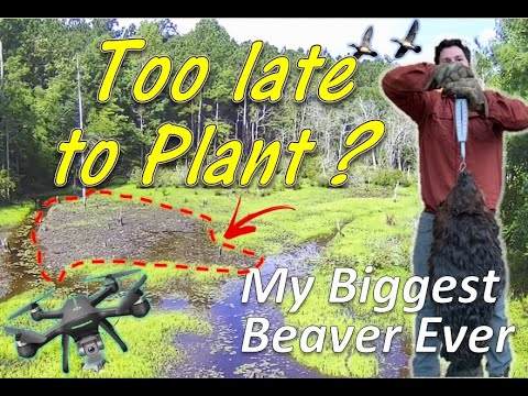 YouTube video about: When is the best time to plant millet for ducks?