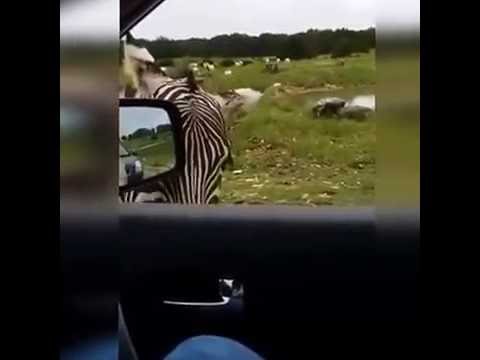 A to śmieszki 