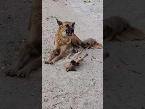 Cute Puppy Shorts💫 #shorts #youtubeshorts #dog #baby #puppy #shortvideo #shortfeed #shortviral #like