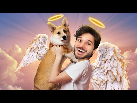 PARA ONDE VÃO OS CÃES DEPOIS QUE ELES MORREM? - My Little Puppy (JOGO COMPLETO)