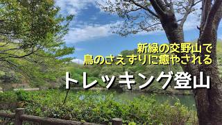 鳥のさえずりに癒される新緑の交野山でトレッキング登山