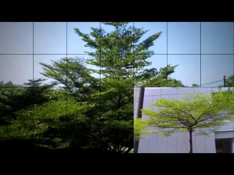 ต้นหูกระจง